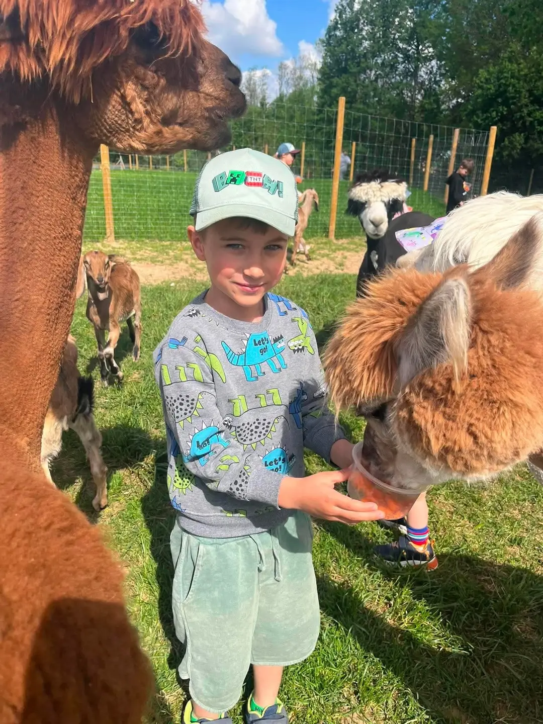 Dziecko podczas alpakoterapii w Akademii Zdrowego Malucha